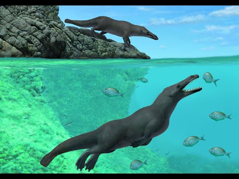 Four-legged whale ancestors reached South America in an otter-like swimming style