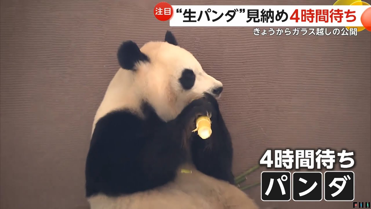 「生きてる姿が見られれば大満足」“生パンダ”見納めに4時間待ち！和歌山・アドベンチャーワールドのパンダ4頭が来月中国に返還へ