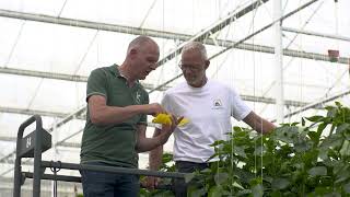 Dutch modern sustainable greenhouse - Biological control