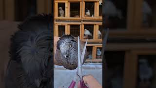 Yakışıklı Arap Güvercin