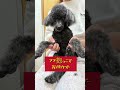 ハイシニア🐶トリミング