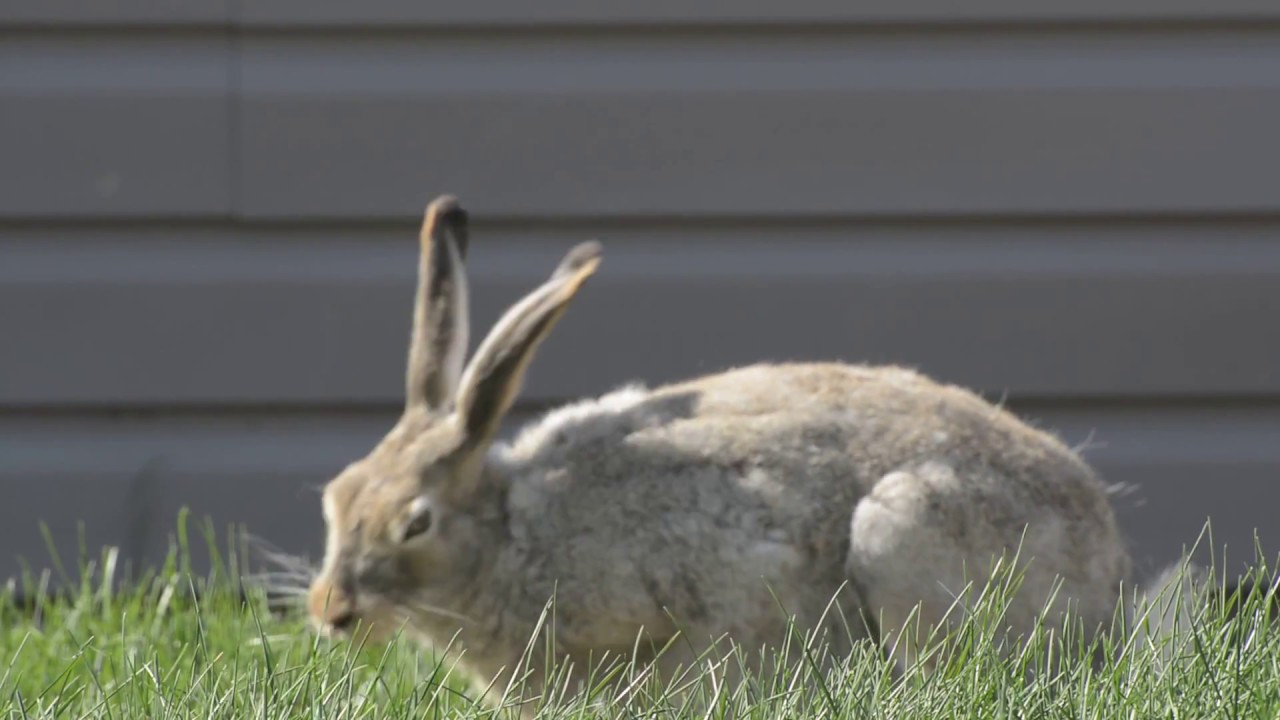 Wild rabbit in my backyard - YouTube
