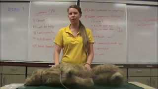 Performing Canine CPR
