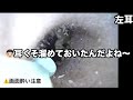 【2026.5.6】小学1年生の息子!イヤースコープでしっかり耳掃除👦🏻👂