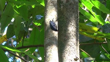 Velvet fronted Nuthatch (Sitta frontalis)