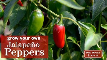 Sow Right Seeds | Jalapeno Pepper