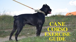Cane Corso Dog exercise [Needs and Ideas]