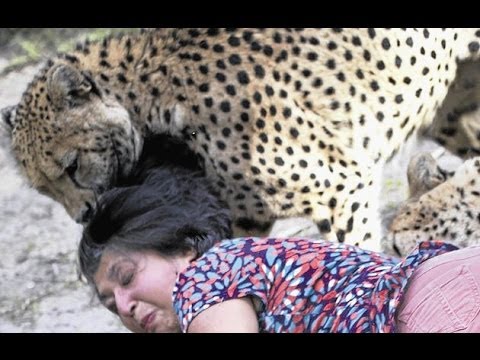 Cheetah Attacks on Villagers in Anantapur - YouTube