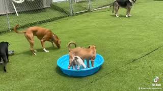 Melvin & Dozer cooling off in pool