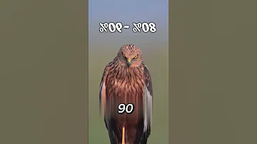 لماذا تغطى عيون الصقر Explore حقائق واسرار 