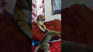 Cat vs Tiger 😱#cat #youtube #cute #kittty #shorts # #memes #catlover #ytcat #fyp #funny