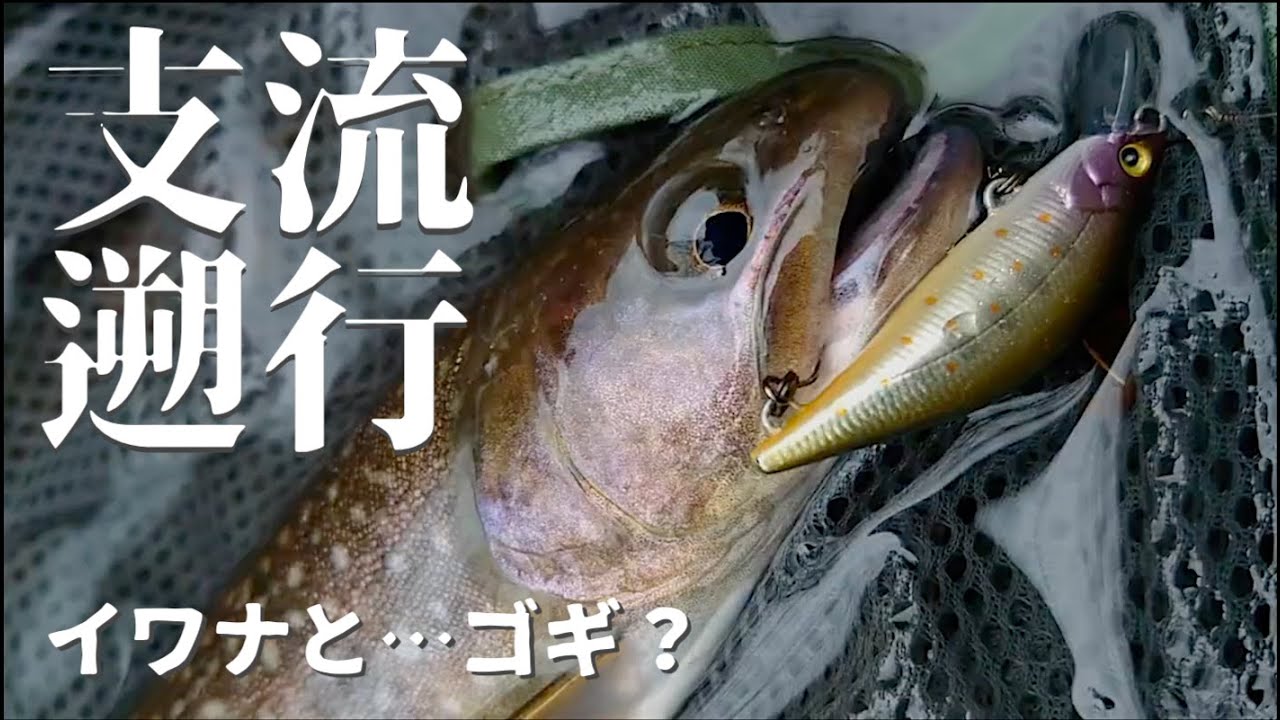 【ネイティブトラウト】GWの支流遡行 イワナとゴギ？に出逢う。編【教えてください🔰】