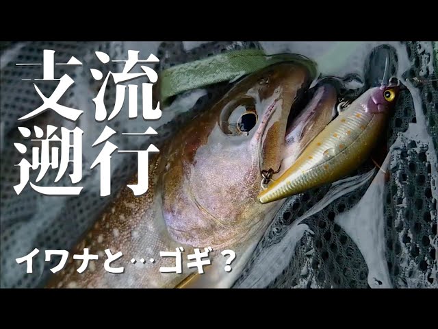 ネイティブトラウト】GWの支流遡行 イワナとゴギ？に出逢う。編【教え