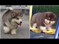 Cute Alaskan dogs,look like balls-01