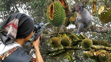 GAWAT‼️hama nakal habiskan buah durian petani...