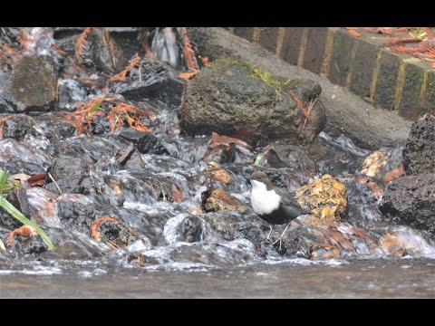 Waterspreeuw - Cinclus Cinclus