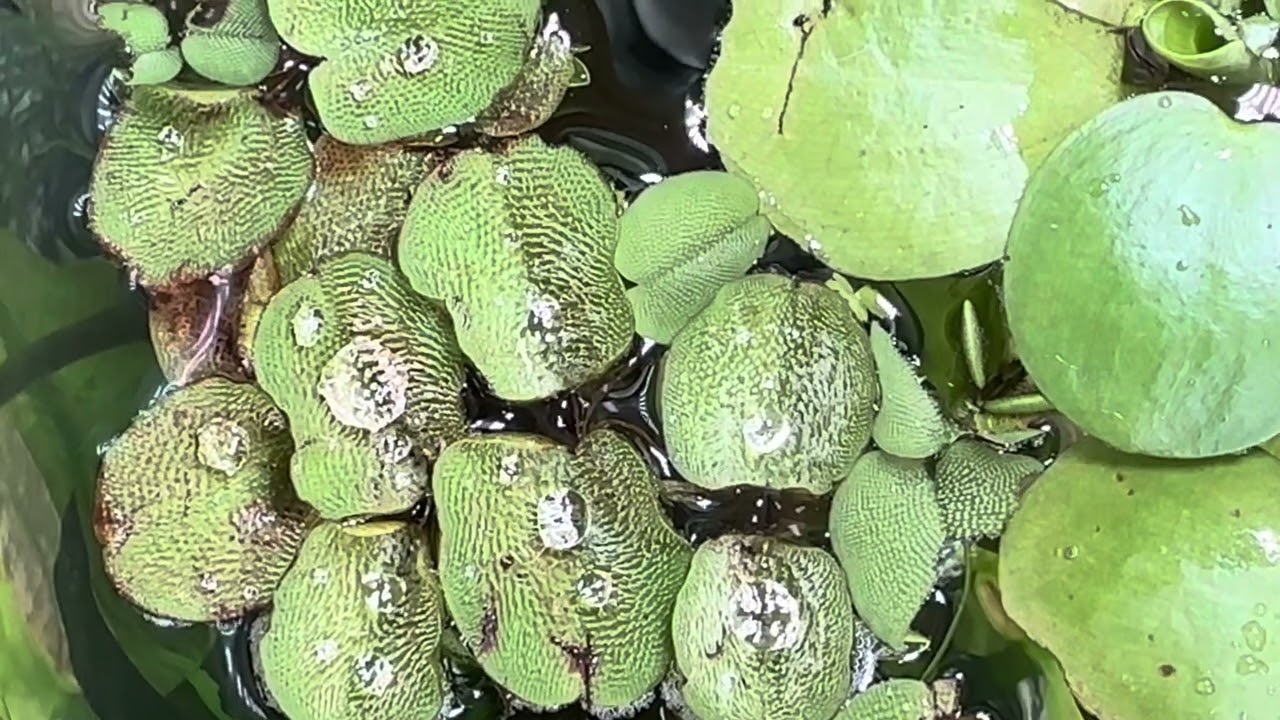 🌿My favorite aquarium floating plants! 