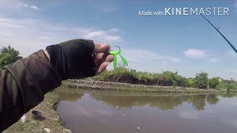 Hướng dẫn câu cá lóc với mồi mềm v jighead (Út Lệ ) part 1