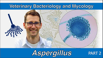 Aspergillus (Part 2) - Veterinary Bacteriology and Mycology