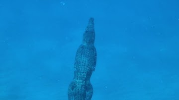 Freediver Unknowingly Takes Swim With Saltwater Crocodile