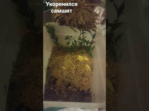 укоренился самшит