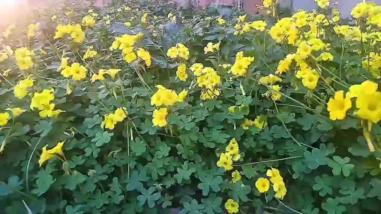 إذا كنت تعاني من الحزن هذه الفيديو لك