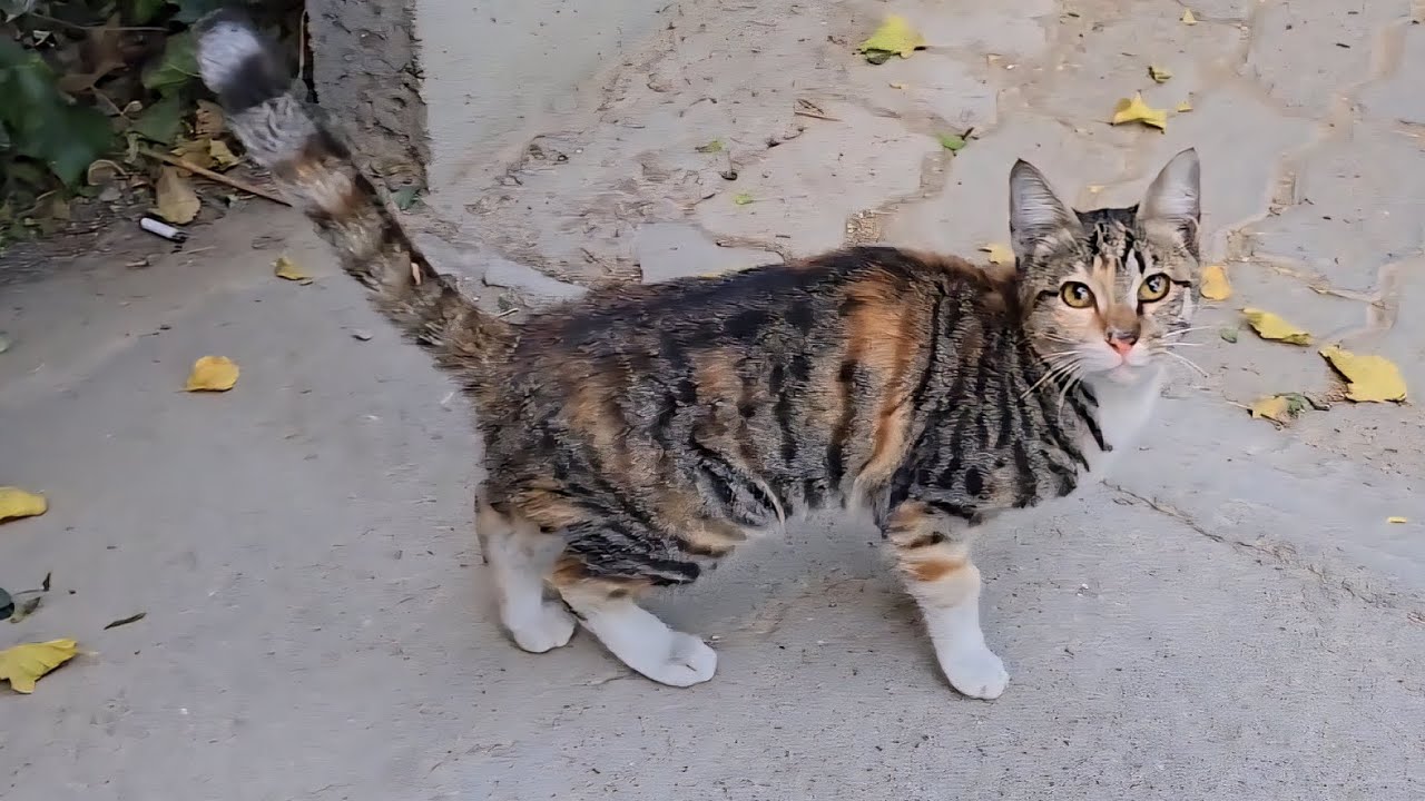 “Do they like the taste?🍗”