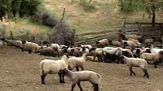 Curicó Tierra de Tradiciones Capitulo: La Esquila de ovejas, Rauco, Licanten año 2007
