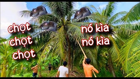 Những pha bắt chuột cười bể bụng, Anh em rủ nhau ra vườn dừa chọt chuột bắt chuột, #HiềnQuânVlogs