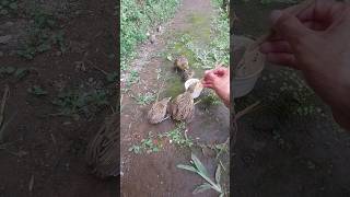 Melatih burung rawat tanpa kandang