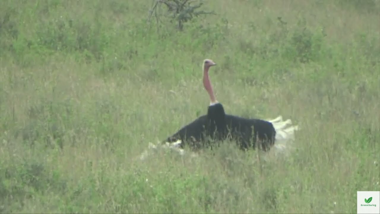 Sensational Ostrich Culture