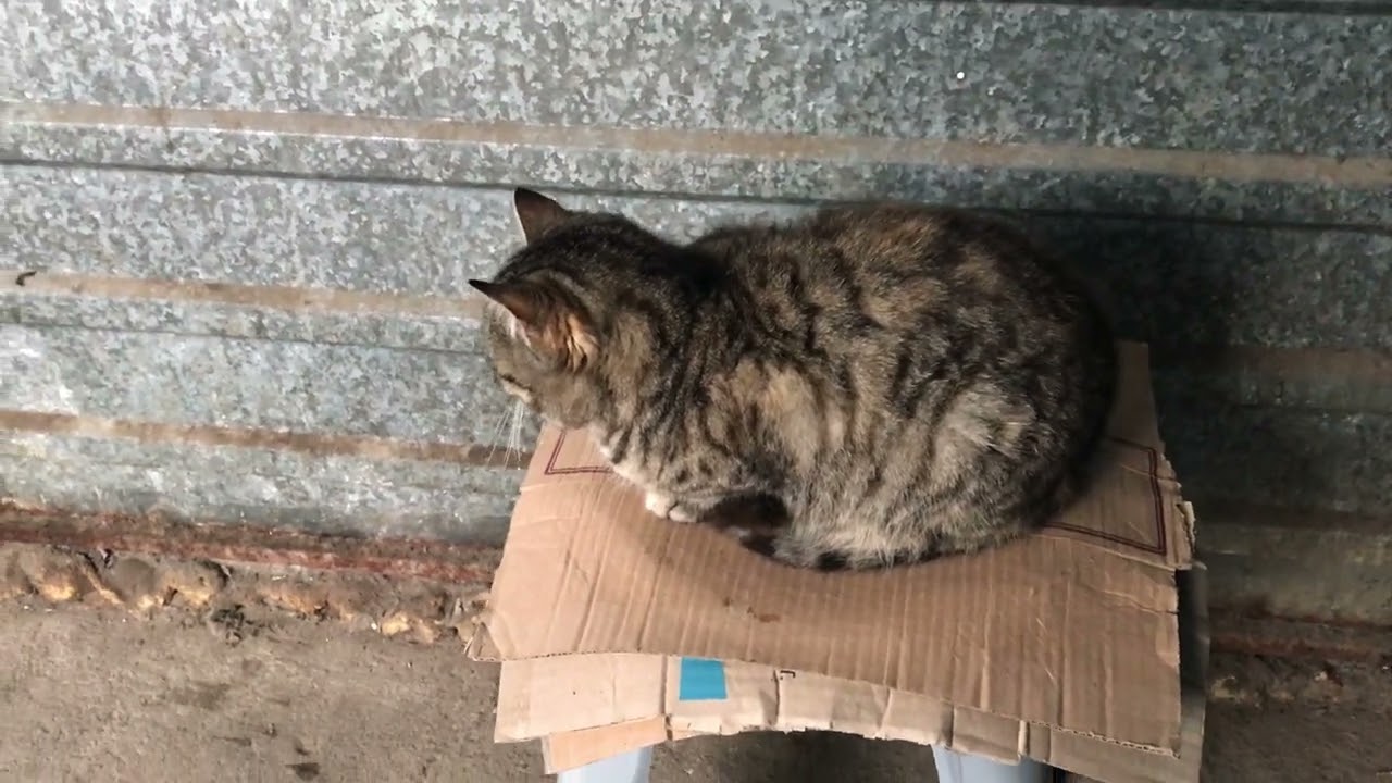 Look At The Most Adorable Cat In The World!