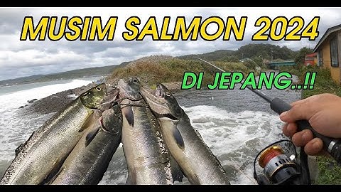 MUSIM SALMON DI JEPANG 2024 FUUL ANGLER JEPANG..!!🤣🤣