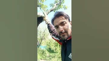 catching swarm at home 😍❤️❤️😱 #beekeeping #beekeeper #bees #honeybees #queenbee #swarming #bee