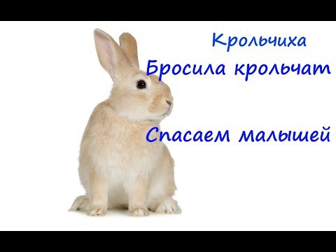 Крольчиха отказалась от