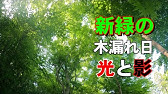 木漏れ日や日差しなどのイラストメイキング Youtube