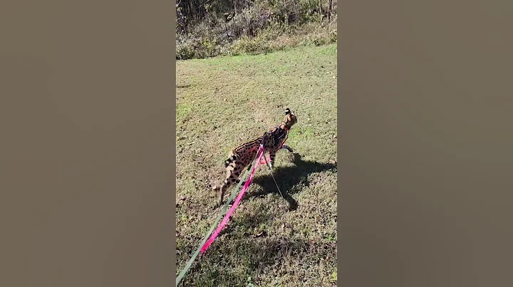 Watch the video about Pouncer knows everything! #pouncerthecat #cat #cats #funnyanimals #pets #funnypets #servals #serval