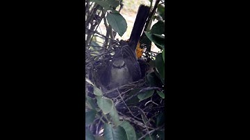 Making a nest - Mocking Bird May 2013
