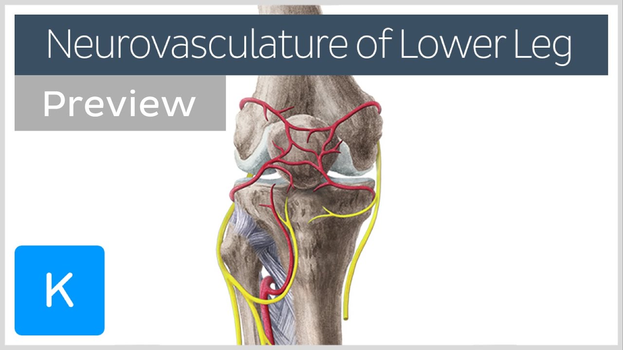 Neurovasculature of the leg and knee region (preview) Human Anatomy