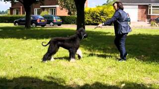 Ghillie, not at Blackpool ! by thendara show dogs 209 views 11 years ago 1 minute, 51 seconds