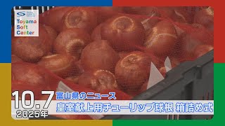 Tonami City: Boxing ceremony for tulip bulbs to be presented to the Imperial Household [2025.10.7...