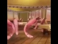 Shrimp dancing
