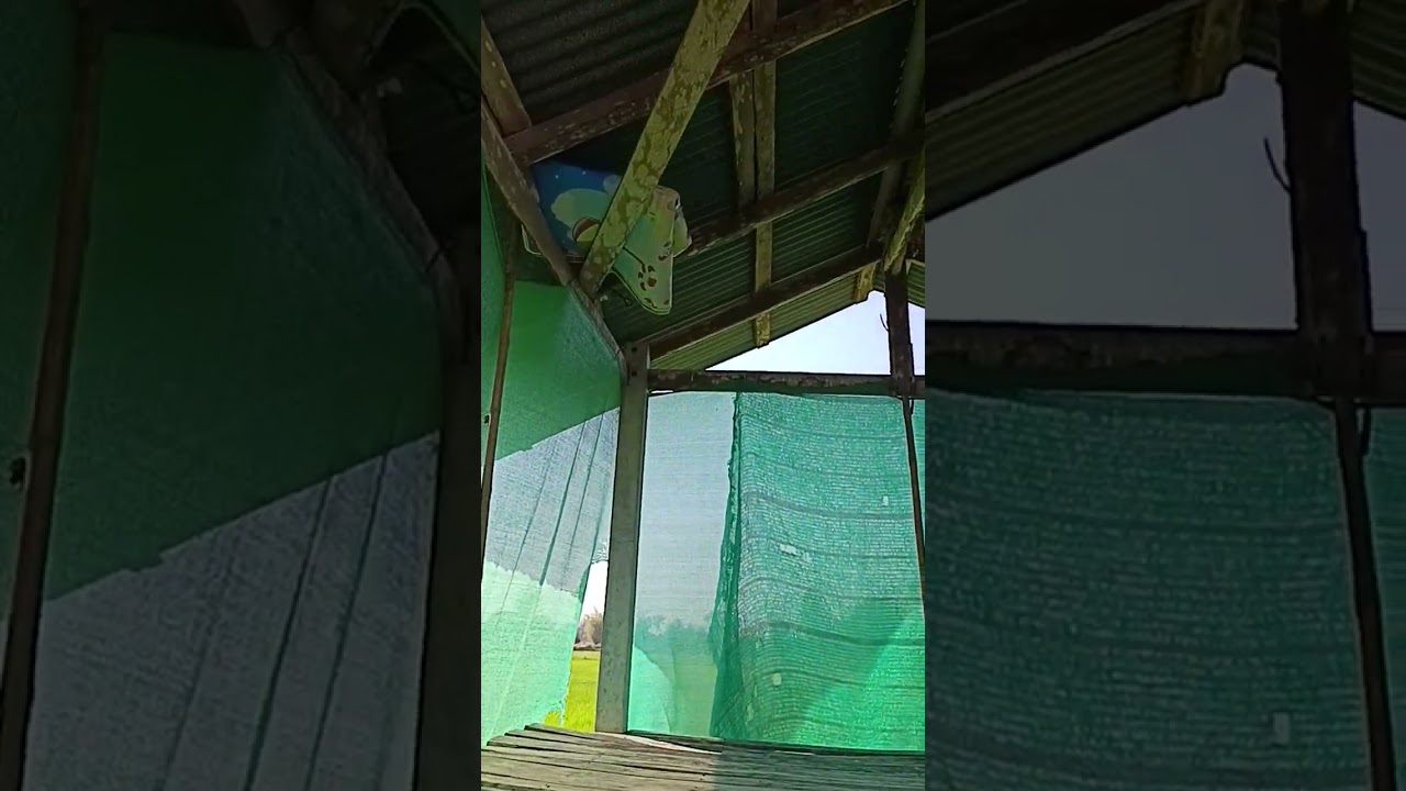 วิถีชีวิตชาวนาชาวสวน #ปลูกผักชีใบเลื่อยเสริมสร้างรายได้