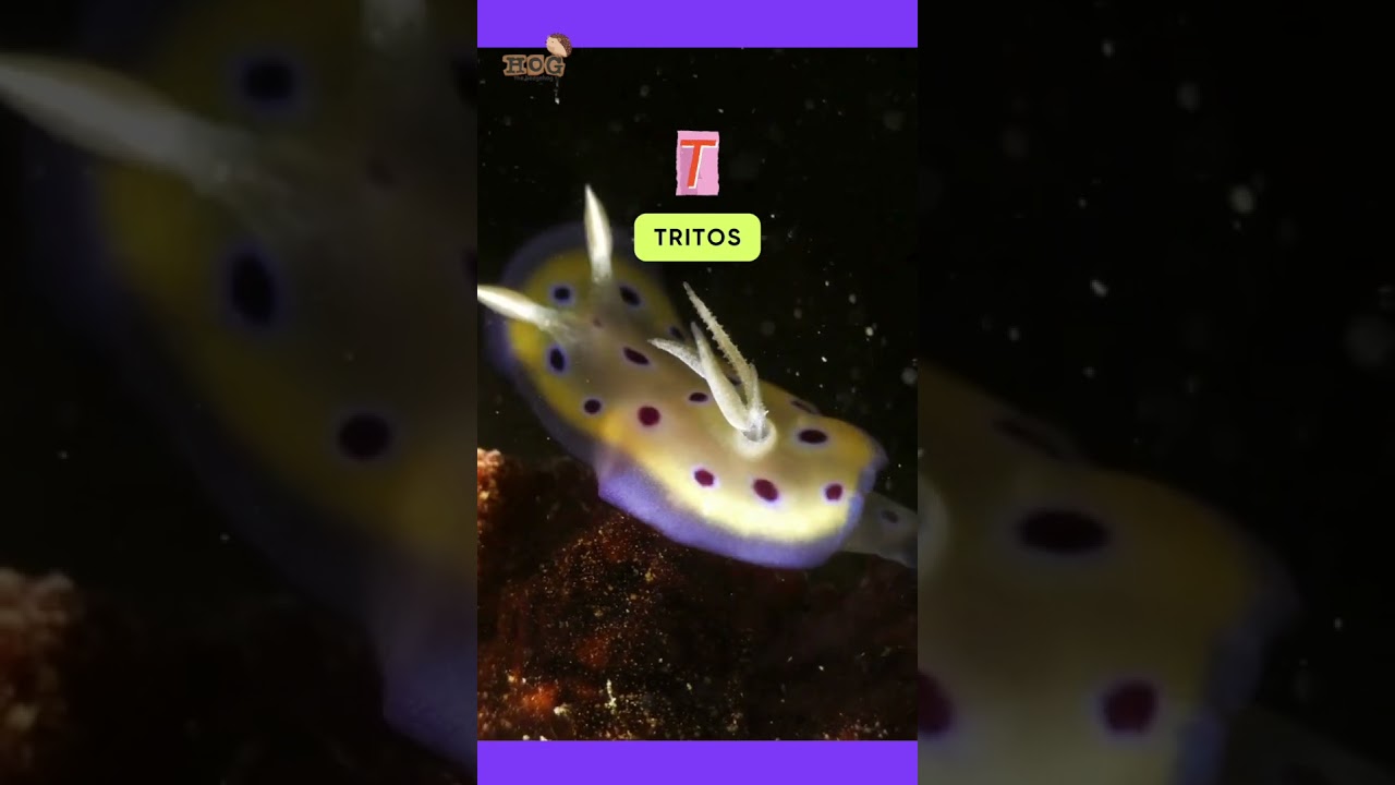 ABC Sea Slug Song | Letter R to Z | 