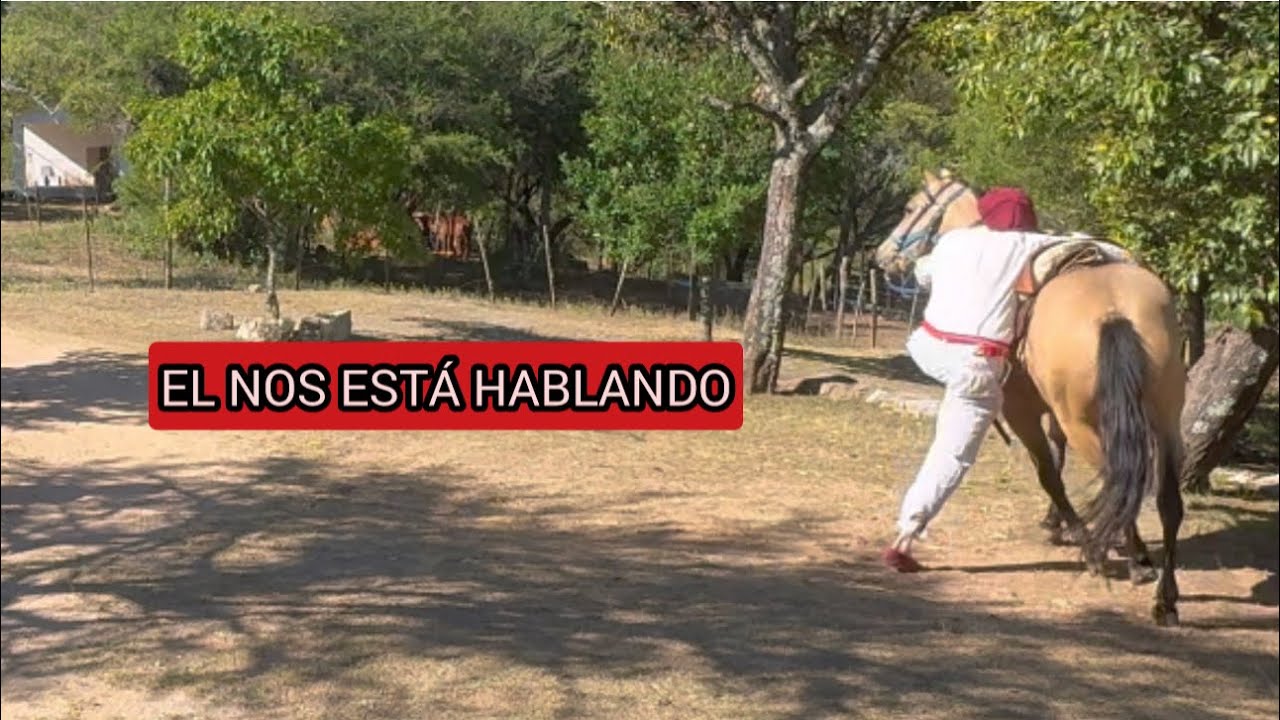 ANTES DE MONTAR : QUÉ TE ESTÁ PIDIENDO TU CABALLO QUE TU NO ESTÁS ESCUCHANDO ?