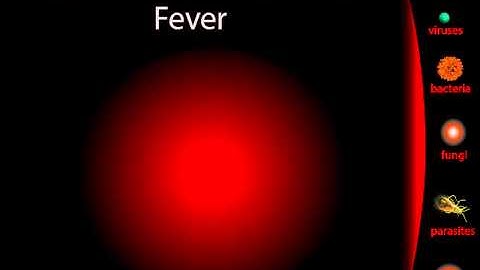 Lymphatic System, Part 2