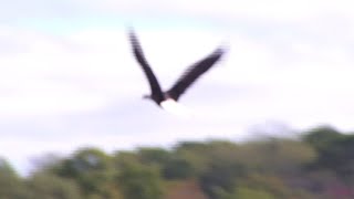 Rehabilitated bald eagle released at Smith Mountain Lake