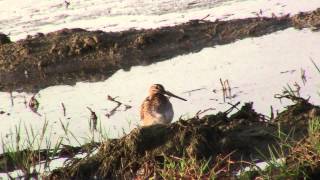 Snipe cleaning with calls of birds 111