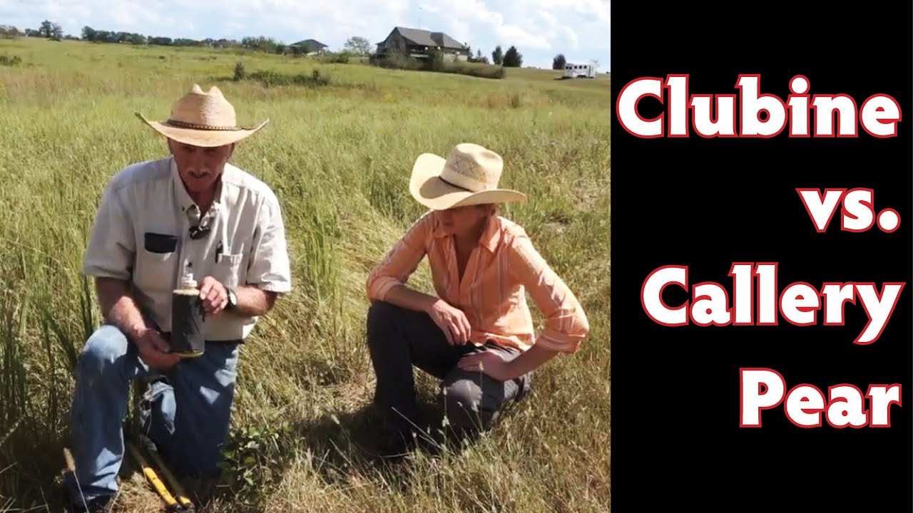 Clubine vs. Callery Pear...The Battle Continues