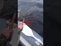 Архангельск. Судак Троллингом